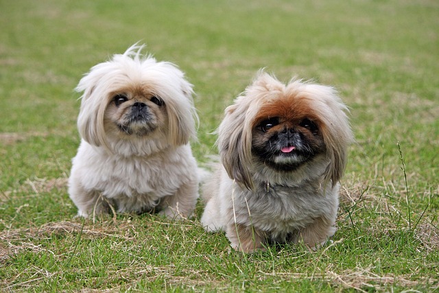 Zwei Pekingesen mit langem Fell sitzen auf einer Wiese, einer mit dunkler Gesichtsmaske und herausgestreckter Zunge.