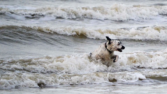 Stabyhoun mit schwarz-weißem Fell spielt in den Wellen am Meer und springt durch das Wasser.