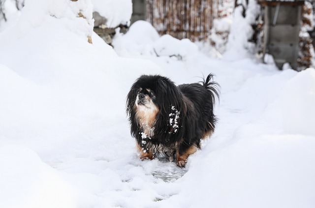 Ein Tibet-Spaniel mit langem, dunklem Fell steht im verschneiten Garten und blickt aufmerksam nach oben.