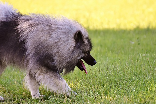 Ein Wolfsspitz mit dichtem, grau-schwarzem Fell läuft durch eine grüne Wiese. Seine Zunge hängt leicht aus dem Maul, während er konzentriert den Boden absucht. Im Hintergrund scheint die Sonne und taucht die Szene in warmes Licht.