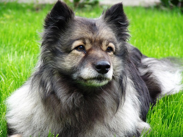 Ein Wolfsspitz mit dichtem, grau-schwarz-weißem Fell liegt aufmerksam im grünen Gras. Seine dunklen Augen blicken ruhig in die Ferne, während sein buschiges Fell sanft im Licht schimmert.