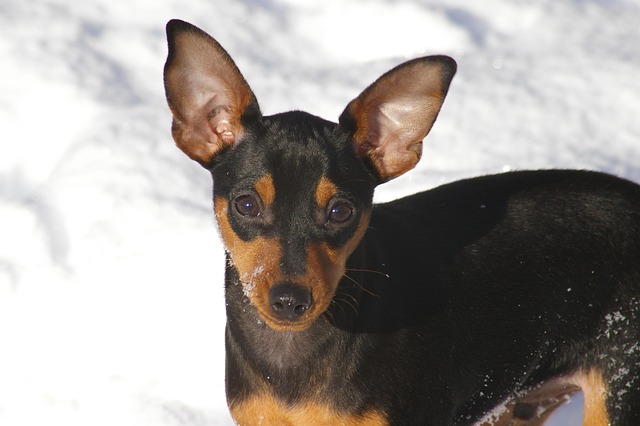 Ein Zwergpinscher mit schwarzem und braunem Fell steht aufmerksam im Schnee, seine großen Ohren sind aufgestellt.