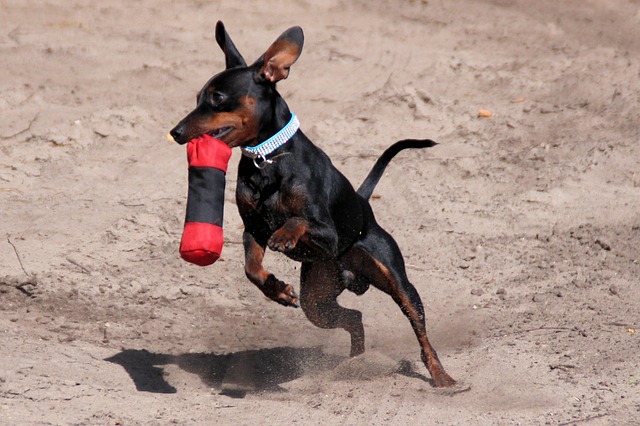 Ein Zwergpinscher mit glänzendem schwarzem und braunem Fell springt dynamisch über den Sandboden und trägt ein rot-schwarzes Spielzeug im Maul.