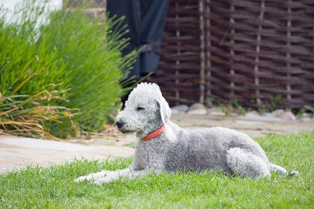 Bedlington Terrier liegt entspannt im Garten auf dem Rasen.