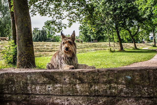 Berger Picard liegt entspannt im Park auf einer Mauer.