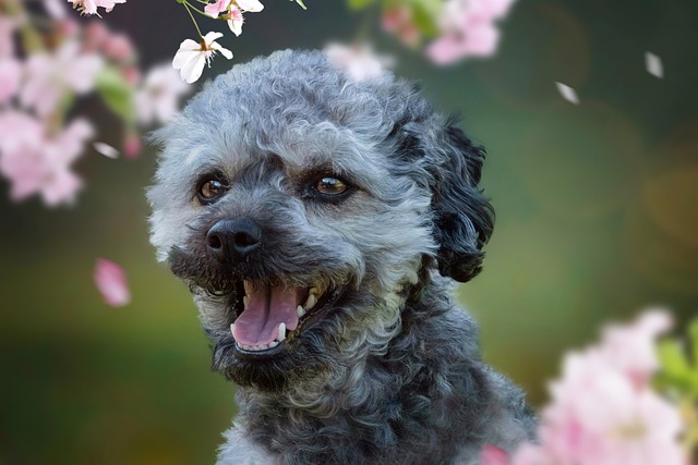 Fröhlicher Bolonka Zwetna zwischen blühenden Zweigen im Frühling.