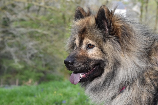 Auf dem Bild ist ein Eurasier zu sehen – ein ruhiger, freundlicher Hund mit dichtem, flauschigem Fell und wacher Ausstrahlung. Seine Zunge hängt locker heraus, und er wirkt zufrieden und aufmerksam.