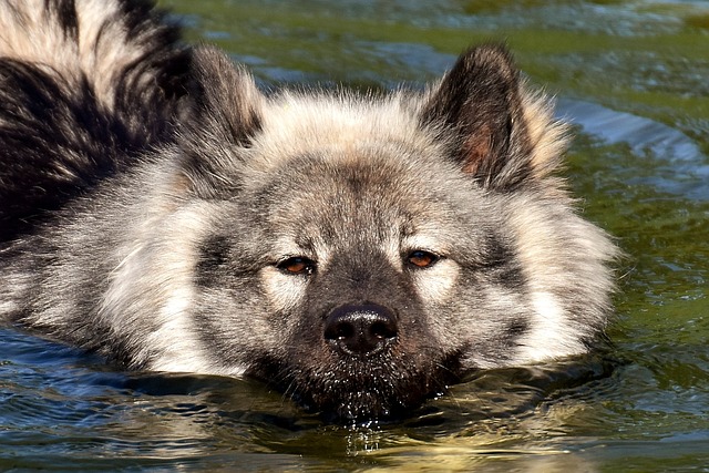 Ein Eurasier schwimmt ruhig durchs Wasser – gelassen und konzentriert.