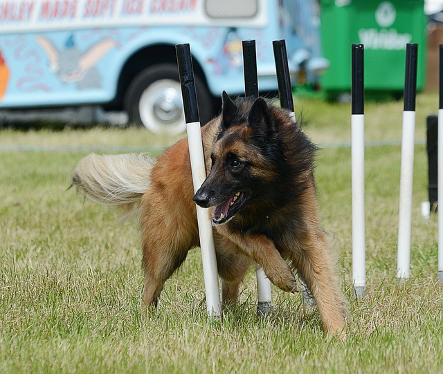 Tervueren meistert einen Agility-Parcours mit voller Konzentration.