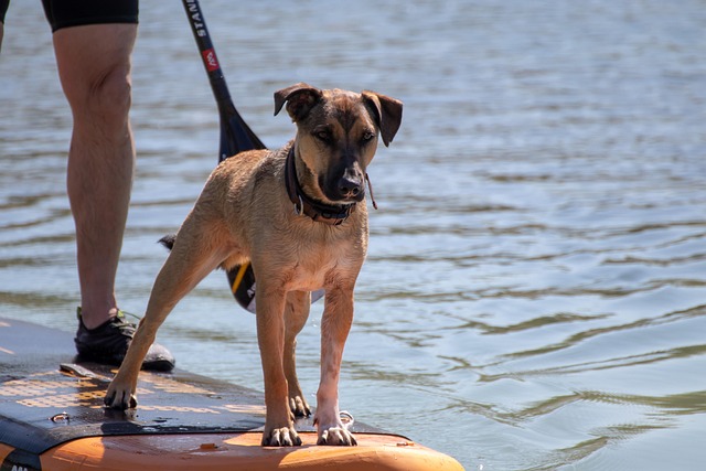 Ein Terrier steht selbstbewusst auf einem Stand up Paddle im See.